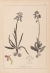 Herbier de la flore française Pl.1021