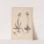 Herbier de la flore française Pl.1021 (1867-1876) by Louis Antoine Cusin