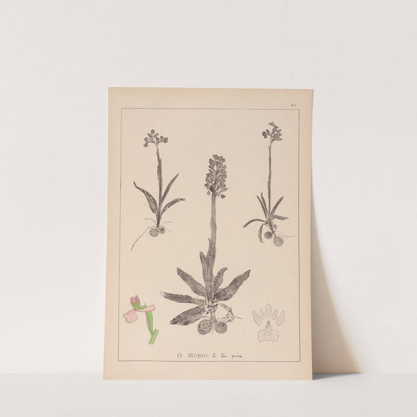 Herbier de la flore française Pl.1022 (1867-1876) by Louis Antoine Cusin
