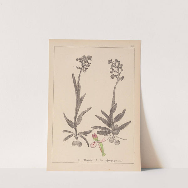 Herbier de la flore française Pl.1023 (1867-1876) by Louis Antoine Cusin