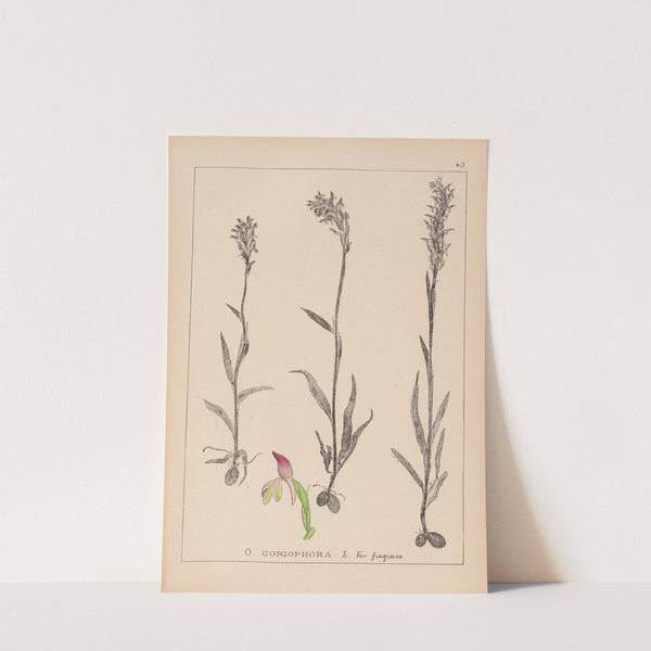 Herbier de la flore française Pl.1025 (1867-1876) by Louis Antoine Cusin