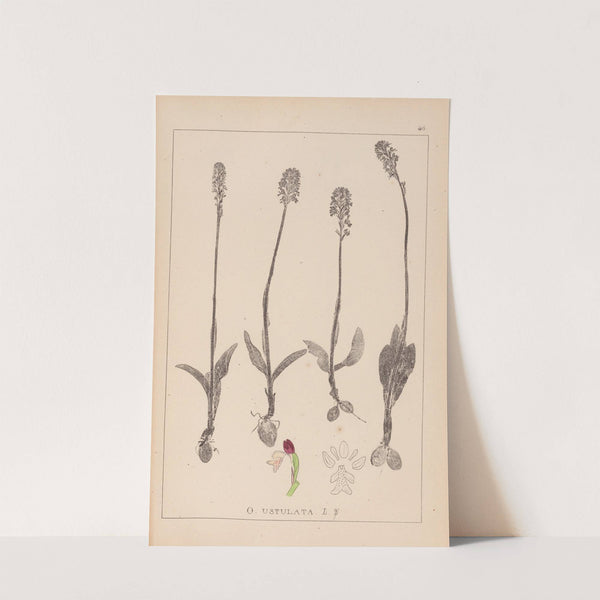 Herbier de la flore française Pl.1026 (1867-1876) by Louis Antoine Cusin