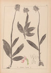 Herbier de la flore française Pl.1028