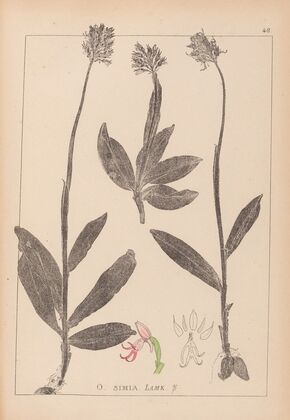 Herbier de la flore française Pl.1028