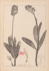 Herbier de la flore française Pl.1029