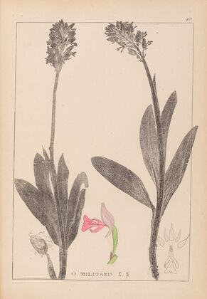 Herbier de la flore française Pl.1029