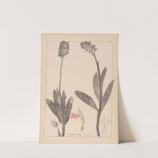 Herbier de la flore française Pl.1029 by Louis Antoine Cusin