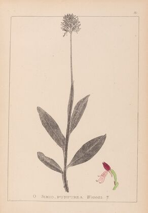 Herbier de la flore française Pl.1030