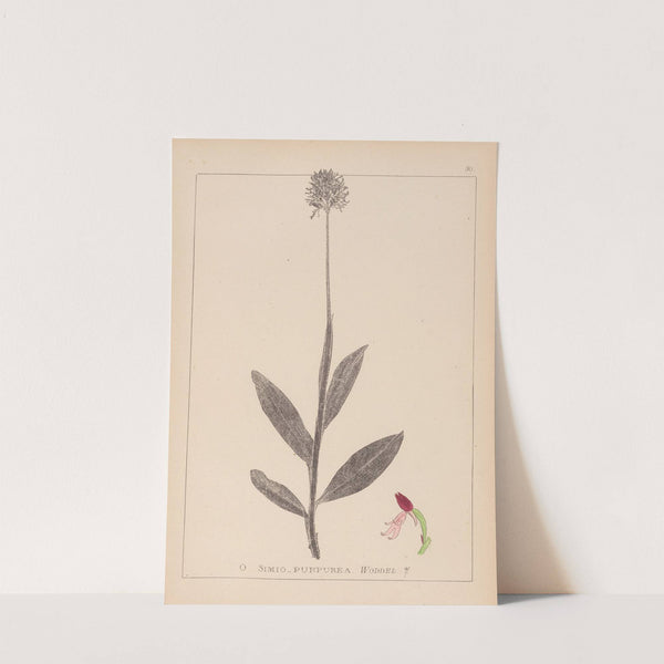 Herbier de la flore française Pl.1030 by Louis Antoine Cusin