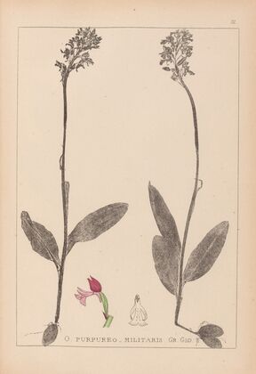 Herbier de la flore française Pl.1031
