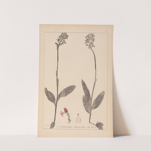 Herbier de la flore française Pl.1031 by Louis Antoine Cusin