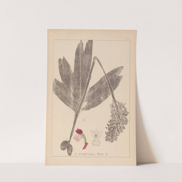 Herbier de la flore française Pl.1032 by Louis Antoine Cusin