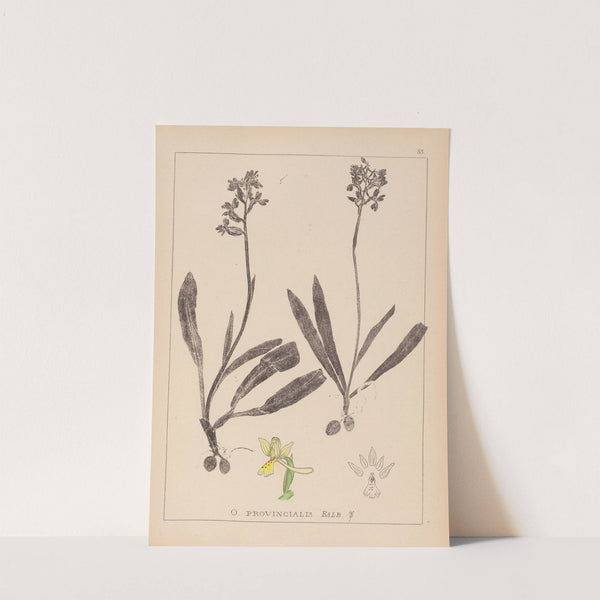 Herbier de la flore française Pl.1033 by Louis Antoine Cusin