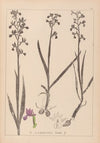 Herbier de la flore française Pl.1034
