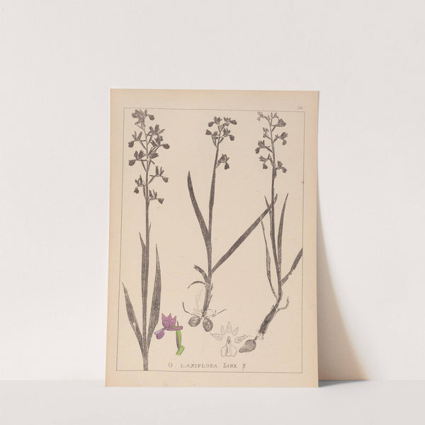 Herbier de la flore française Pl.1034 by Louis Antoine Cusin