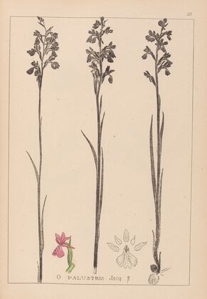 Herbier de la flore française Pl.1035