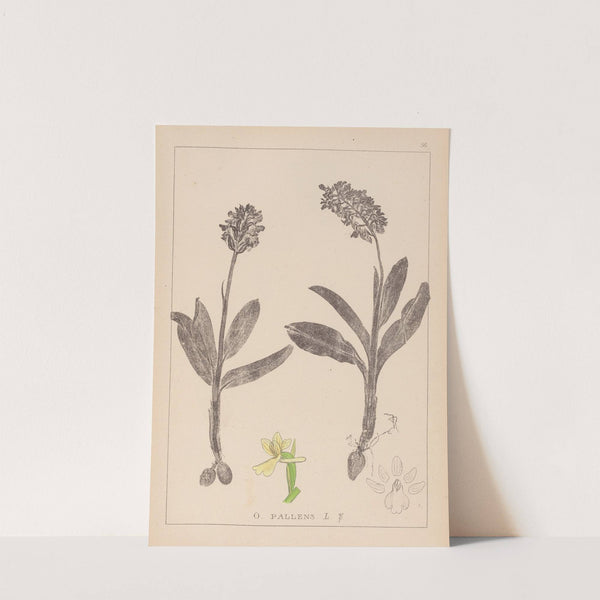 Herbier de la flore française Pl.1036 (1867-1876) by Louis Antoine Cusin