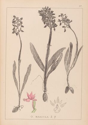 Herbier de la flore française Pl.1037 (1867-1876)