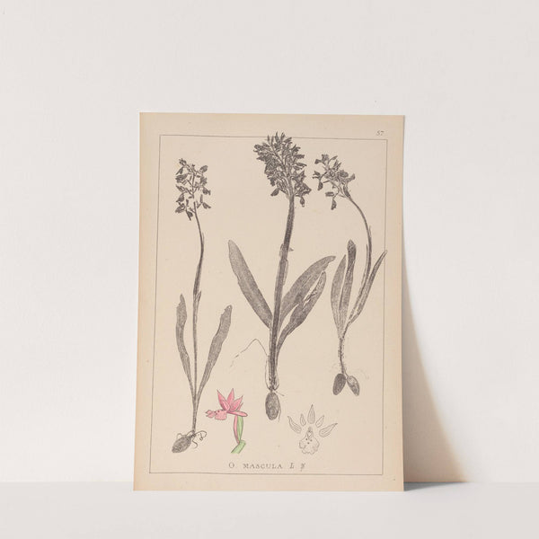 Herbier de la flore française Pl.1037 (1867-1876) by Louis Antoine Cusin