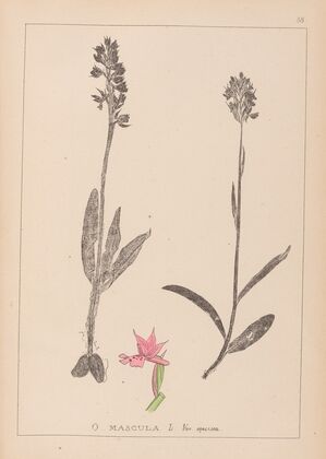 Herbier de la flore française Pl.1038 (1867-1876)