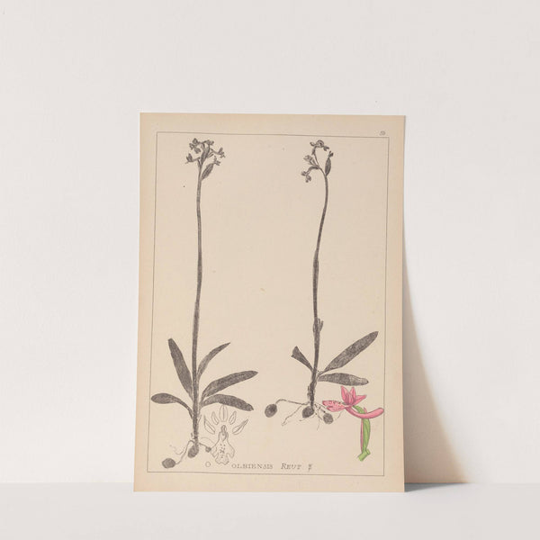 Herbier de la flore française Pl.1039 (1867-1876) by Louis Antoine Cusin