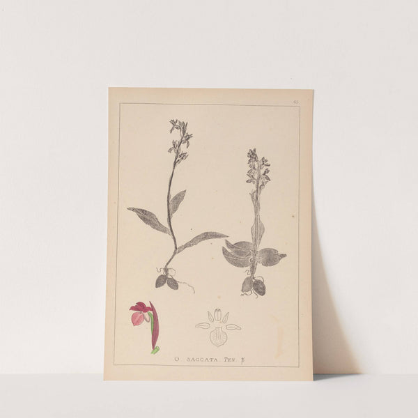 Herbier de la flore française Pl.1040 (1867-1876) by Louis Antoine Cusin