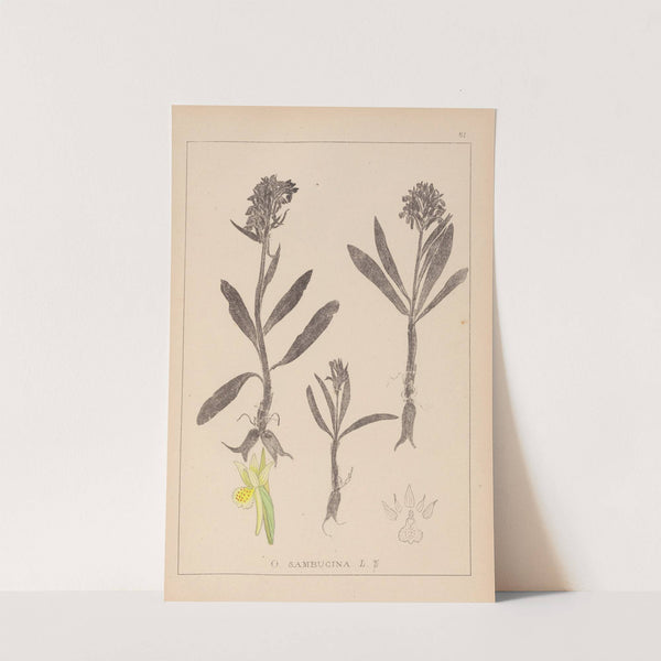 Herbier de la flore française Pl.1041 (1867-1876) by Louis Antoine Cusin