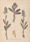Herbier de la flore française Pl.1042 (1867-1876)