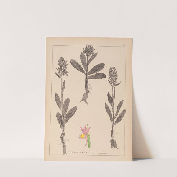 Herbier de la flore française Pl.1042 (1867-1876) by Louis Antoine Cusin