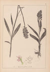 Herbier de la flore française Pl.1043 (1867-1876)