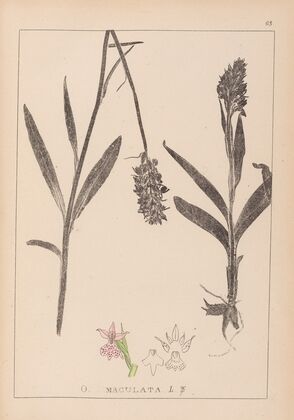 Herbier de la flore française Pl.1043 (1867-1876)