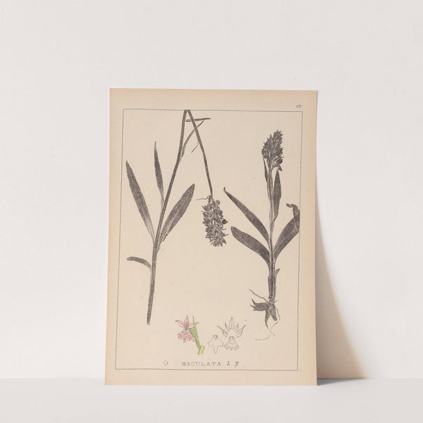 Herbier de la flore française Pl.1043 (1867-1876) by Louis Antoine Cusin