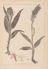 Herbier de la flore française Pl.1044 (1867-1876)