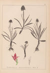 Herbier de la flore française Pl.1046