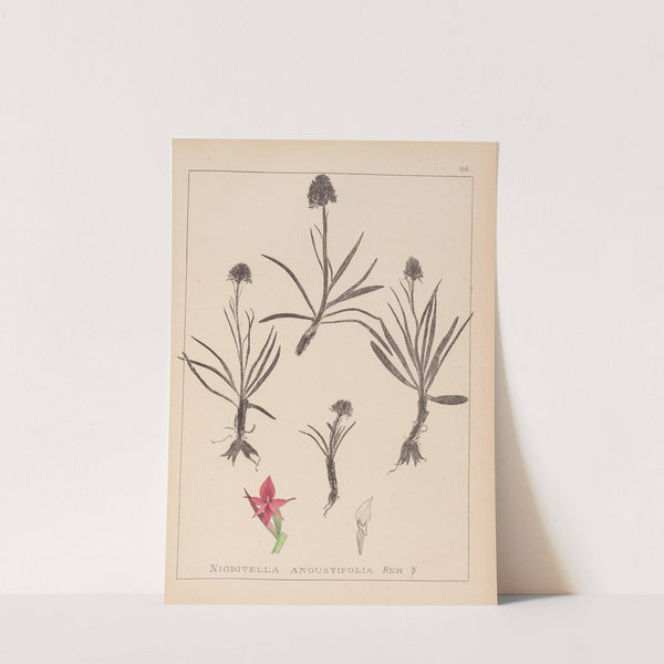 Herbier de la flore française Pl.1046 by Louis Antoine Cusin