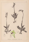 Herbier de la flore française Pl.1048 (1867-1876)