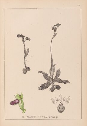 Herbier de la flore française Pl.1051 (1867-1876)