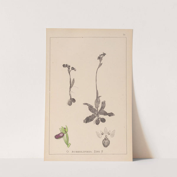 Herbier de la flore française Pl.1051 (1867-1876) by Louis Antoine Cusin