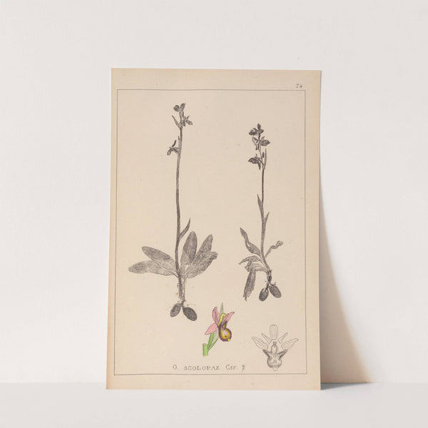 Herbier de la flore française Pl.1053 by Louis Antoine Cusin