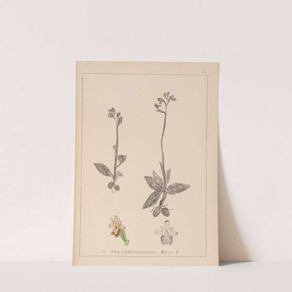 Herbier de la flore française Pl.1055 by Louis Antoine Cusin