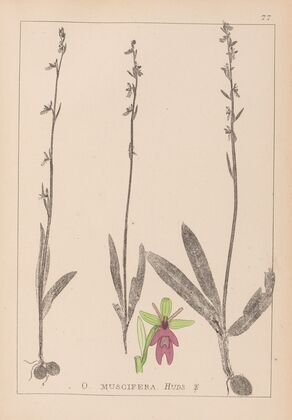 Herbier de la flore française Pl.1056