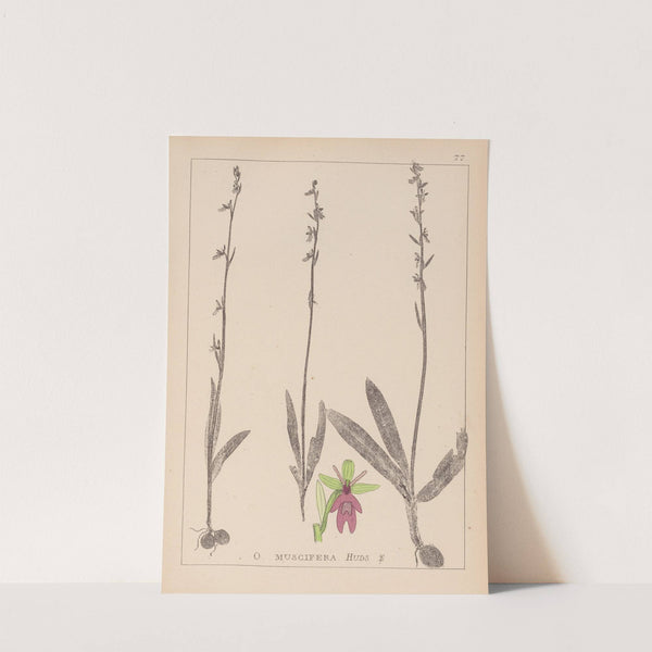 Herbier de la flore française Pl.1056 by Louis Antoine Cusin