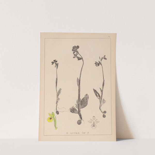 Herbier de la flore française Pl.1057 by Louis Antoine Cusin