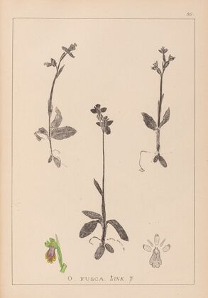 Herbier de la flore française Pl.1058