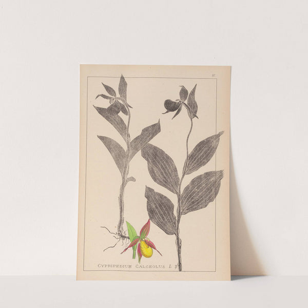 Herbier de la flore française Pl.1059 by Louis Antoine Cusin