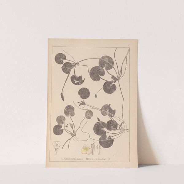 Herbier de la flore française Pl.1060 by Louis Antoine Cusin