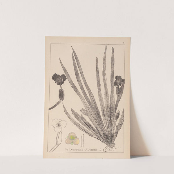 Herbier de la flore française Pl.1061 by Louis Antoine Cusin