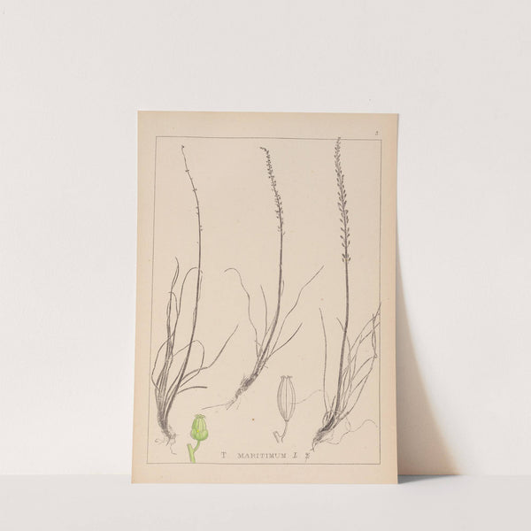 Herbier de la flore française Pl.1066 by Louis Antoine Cusin