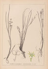 Herbier de la flore française Pl.1067