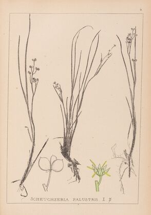 Herbier de la flore française Pl.1067